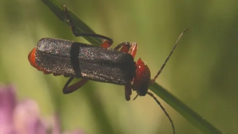 Macro shot of thick outer sunlit wings of a soldier beetle Cantharis pellucida Video stock 121680945