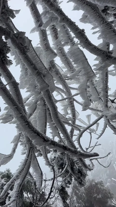 Macro shot of thick tree branches covered in heavy rime ice. Video stock 328564484