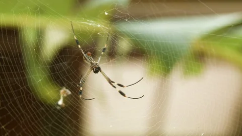 Macro shot of thin legged spider hanging on web in trees, Tortuguero, Costa Rica Stock Footage 141247939