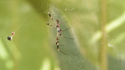 Macro shot of thin legged spider hanging on web in trees, Tortuguero, Costa Rica Stock Footage 141248033
