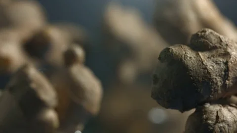 Macro shot through ginger roots Video stock 82670602