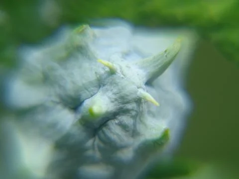 Macro shot of a thuja cone 写真素材