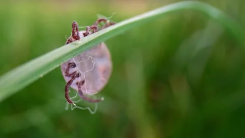 Macro shot of a tick perched on a blade of grass in a meadow, lying in wait.. Stock Footage 270148761