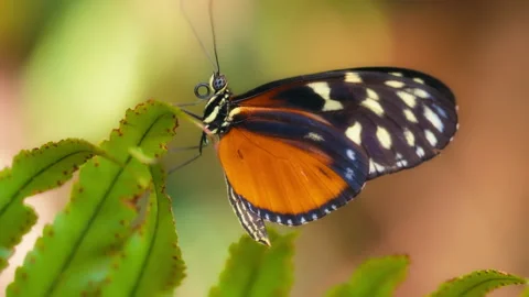 Macro shot of tiger longwing butterfly sitting on a green plant Stock Footage 293526074