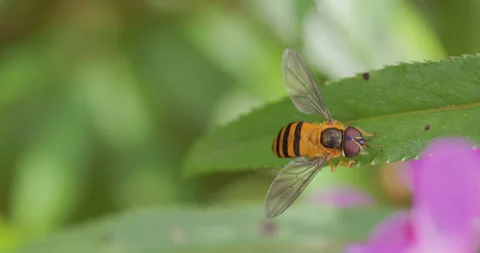 Macro shot of a tiger-patterned hover fly feeding Stock Footage 335434888