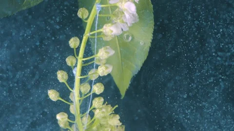 Macro shot of tiny aquatic flowers and floating bubbles in ink Stock Footage 331595245