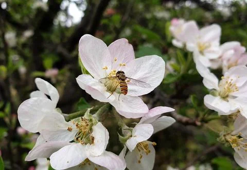 Macro shot of a tiny bee sucking apple blossom in spring season Stock Photos