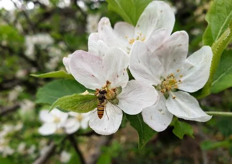 Macro shot of a tiny bee sucking apple blossom in spring season Stock Photos