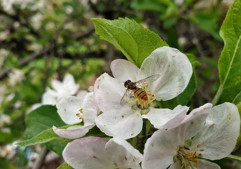 Macro shot of a tiny bee sucking apple blossom in spring season Foto stock