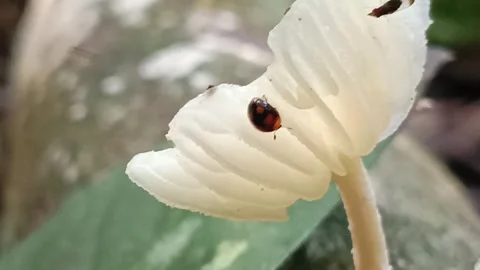 Macro Shot of Tiny Beetles and Flies on Transparent Forest Mushroom. Stock-Footage 332923013