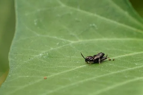 Macro Shot of Tiny Black Insect on Green Leaf for Nature Study 스톡 사진