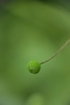 Macro shot of tiny Camelina sativa wildflower in park Stock Photos