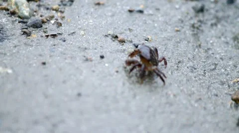 A macro shot of a tiny crab walking Stock Footage 10744926