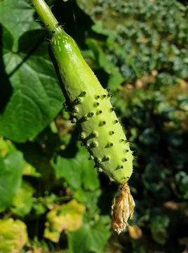 Macro shot of tiny cucumber growing in organic garden in summer season Stock Photos