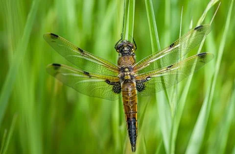 Macro shot of a tiny dragonfly perched on a barren stem of a plant Stock-Fotos