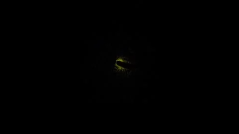 A macro shot of tiny firefly glows brilliantly in the deep darkness, flashi.. Stock Footage 335520347