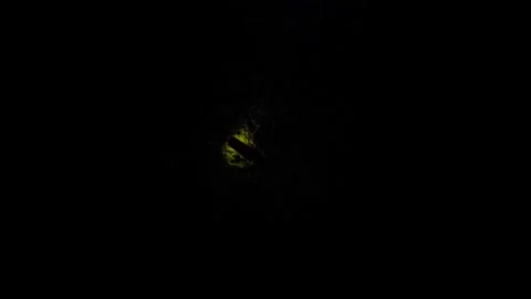 A macro shot of tiny firefly glows brilliantly in the deep darkness, flashi.. 스톡 동영상 335520383
