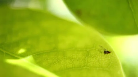 Macro shot of tiny fly on a leaf Stock Footage 30677129