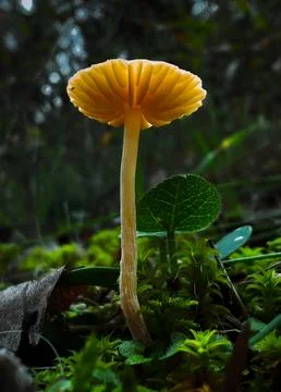 Macro shot of a tiny forest mushroom Foto stock