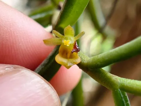 Macro shot of the tiny, fragrant Pteroceras odoratum orchid with a human fi.. Foto stock