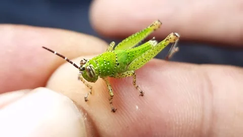 Macro shot of a tiny green grasshopper nymph on a finger Video stock 310364729