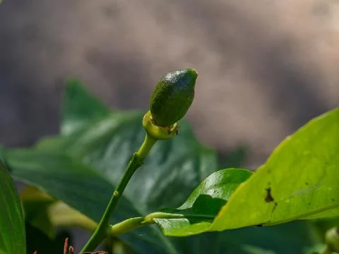 Macro shot of a tiny green lemon budding on a branch Stock Photos