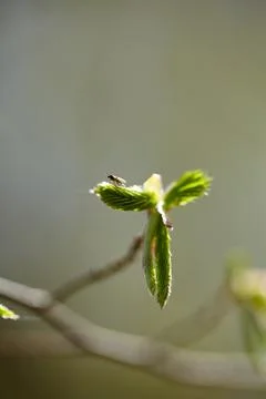 Macro shot of a tiny insect sitting on budding green hazel leaves. Small gnat on Stock Photos