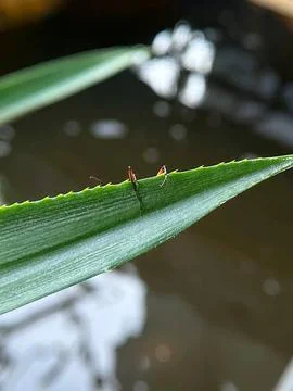 Macro shot of tiny insects on spiky green leaf edge over water Stock Photos