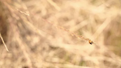 Macro shot of a tiny ladybug climbing on grains of wheat Stock-Footage 155627404