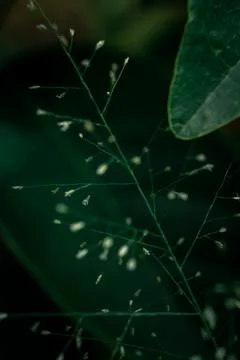 Macro shot of a tiny little flower-like spraying Stock Photos