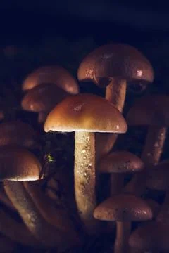 Macro shot of tiny mushrooms growing in forest Stock Photos