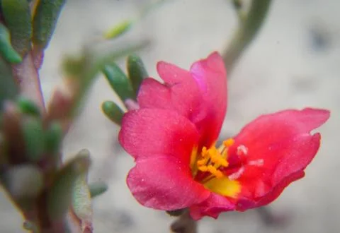 Macro shot of a tiny pink flower Stock Photos