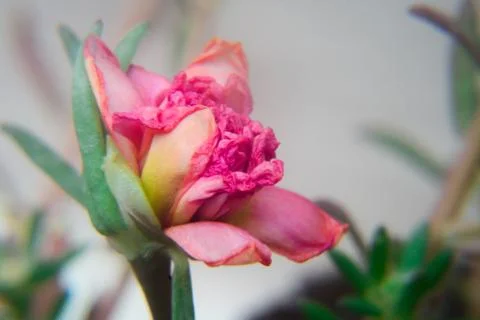 Macro shot of a tiny pink flower 写真素材
