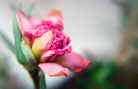 Macro shot of a tiny pink flower Stock Photos