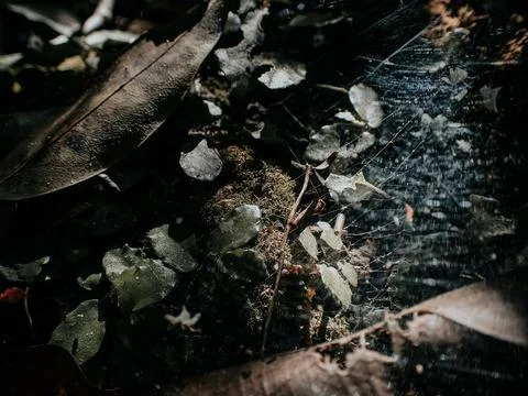 Macro shot of tiny plants trapped in a spider web in the woods Stock Photos