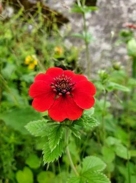Macro shot of tiny red color flower with green leaves in high altitude Stock Photos