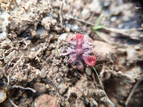 Macro Shot of a Tiny Red Plant in Dry Soil Stock Photos