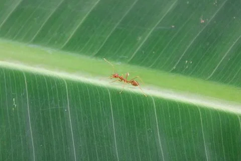 Macro Shot of Tiny Red Weaver Ant on Green Leaf Stock Photos