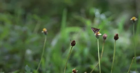 Macro shot of a tiny skipper butterfly resting on a wild coat buttons flower. Stockbeeldmateriaal 341295563