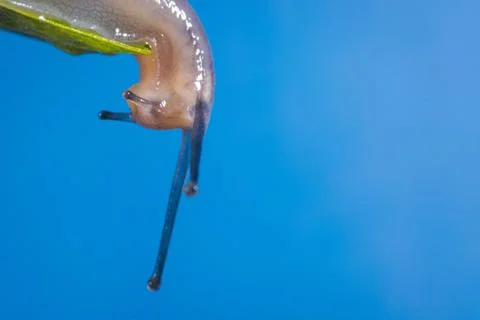 Macro shot of a tiny snail on a blue background Foto stock