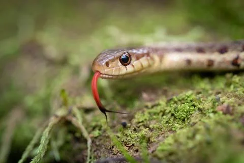 Macro shot of a tiny snake with it's tongue out Stock Photos