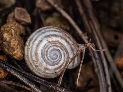 Macro shot of a tiny striped snail shell among small pebbles and twigs Foto stock