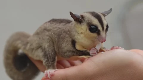 Macro shot of a tiny sugar glider sitting and eats on a woman hand Stock-Footage 164546853