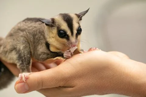 Macro shot of a tiny sugar glider sitting and eats on a woman hand Foto stock