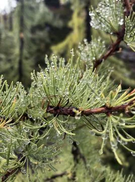 Macro shot of tiny water droplets on pine needles on a wet day Stock Photos