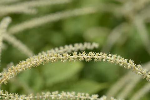 Macro shot of tiny white flowers on a goatsbeard plant blooming in a summer.. Stock Photos