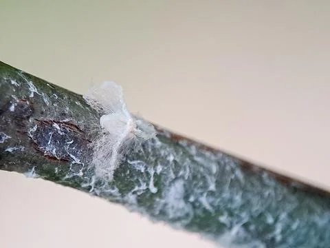 Macro shot of a tiny white woolly aphid on a green twig, its fuzzy wax coat.. Stock Photos