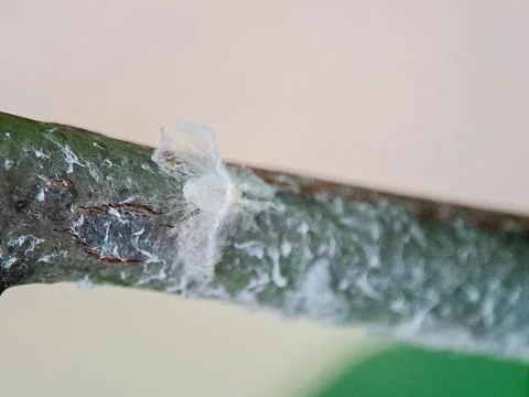 Macro shot of a tiny white woolly aphid on a green twig, its fuzzy wax coat.. Stock-Fotos
