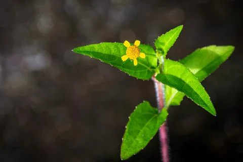 Macro shot of a tiny yellow bloom perched on bright green leaves Stock-Fotos