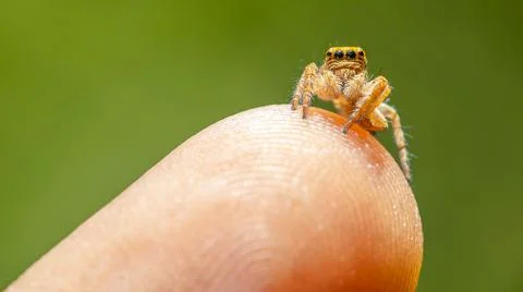 Macro shot of a tiny yellow spider on a finger Stock Photos